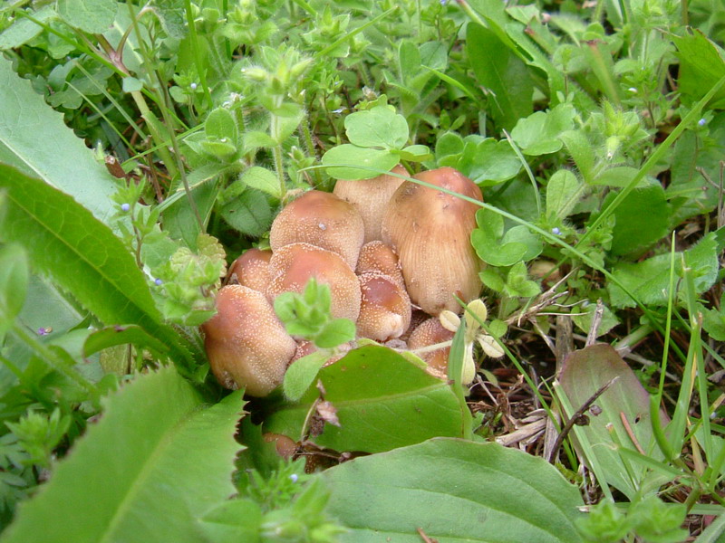 Coprinus.